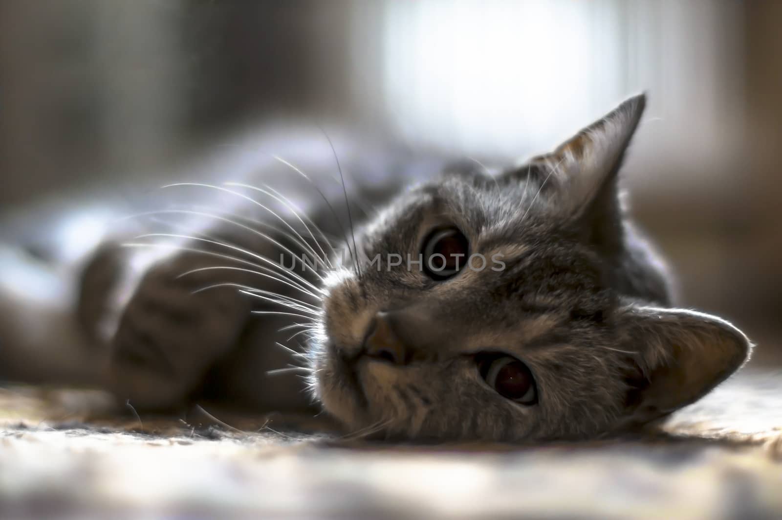 our cat is cuddling on the carpet