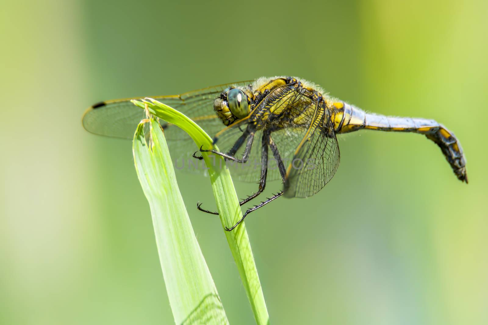 blue dragonfly at nature protection area