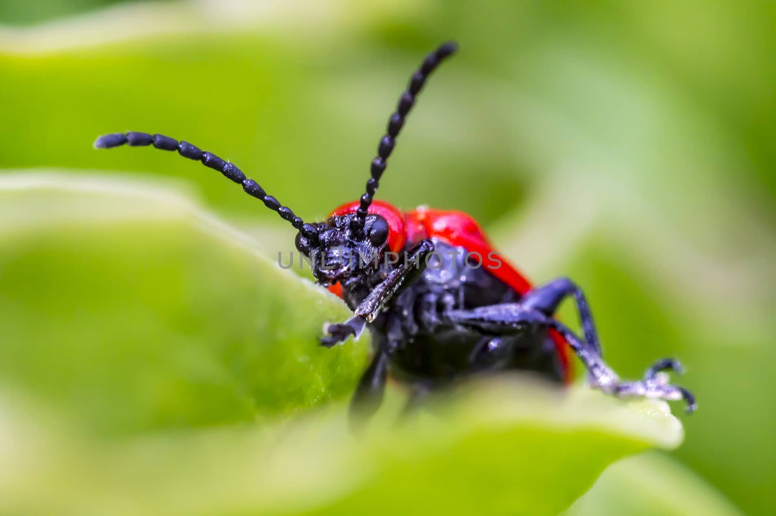 small insect red lily leaf beetle in my garden spring season