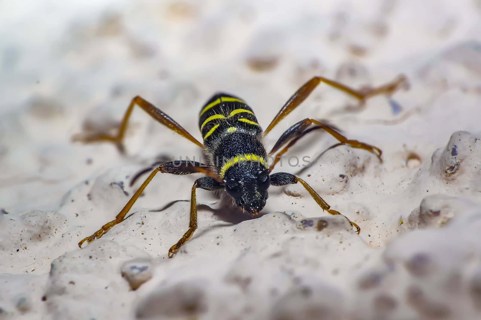 yellow striped longhorn bock beetle