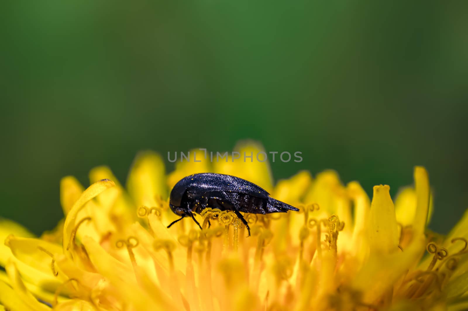 little beetle on a yellow dandelion blossom