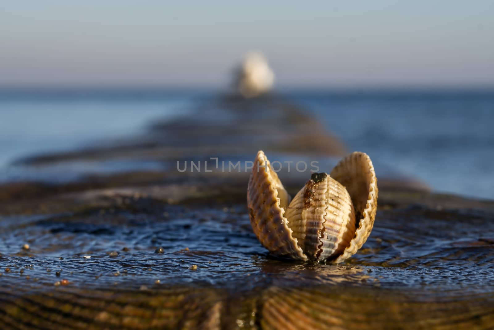 shells on a stage at the baltic beach
