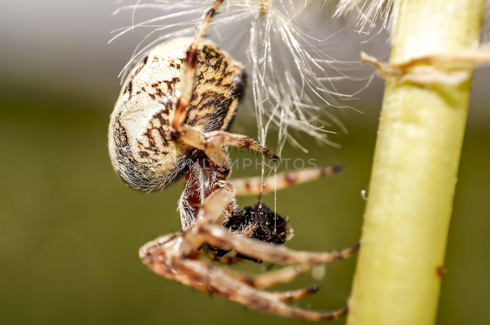 Spider on green leaf in the season garden