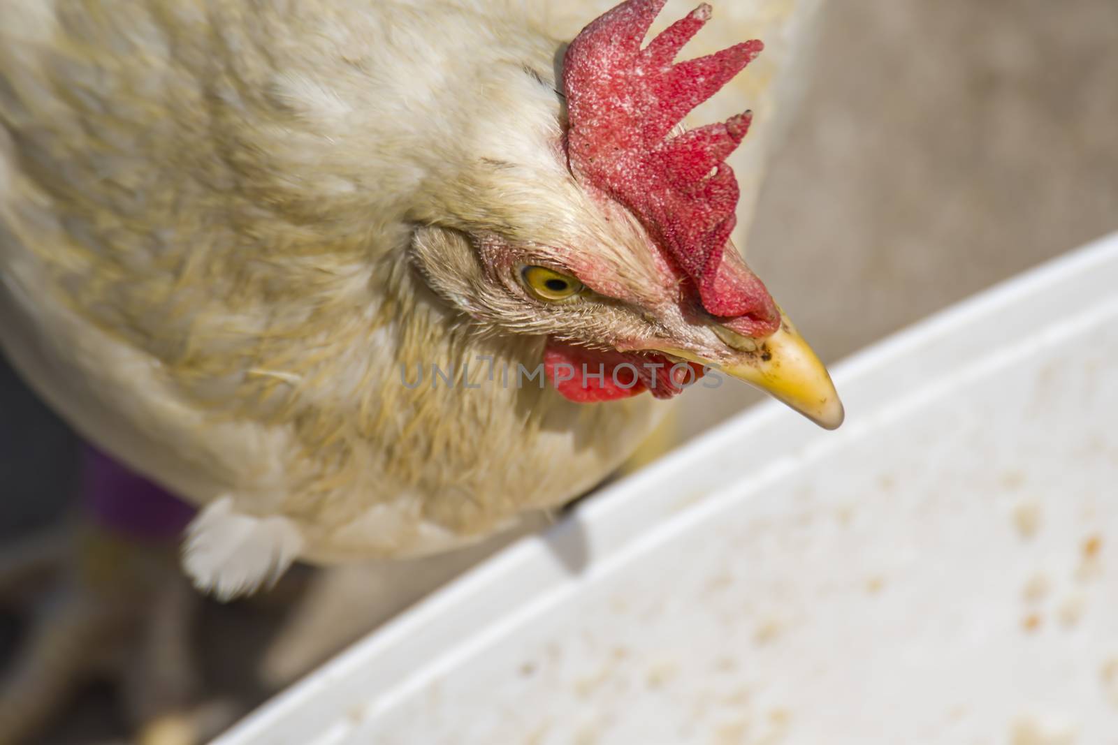 Chicken drinking water in summer