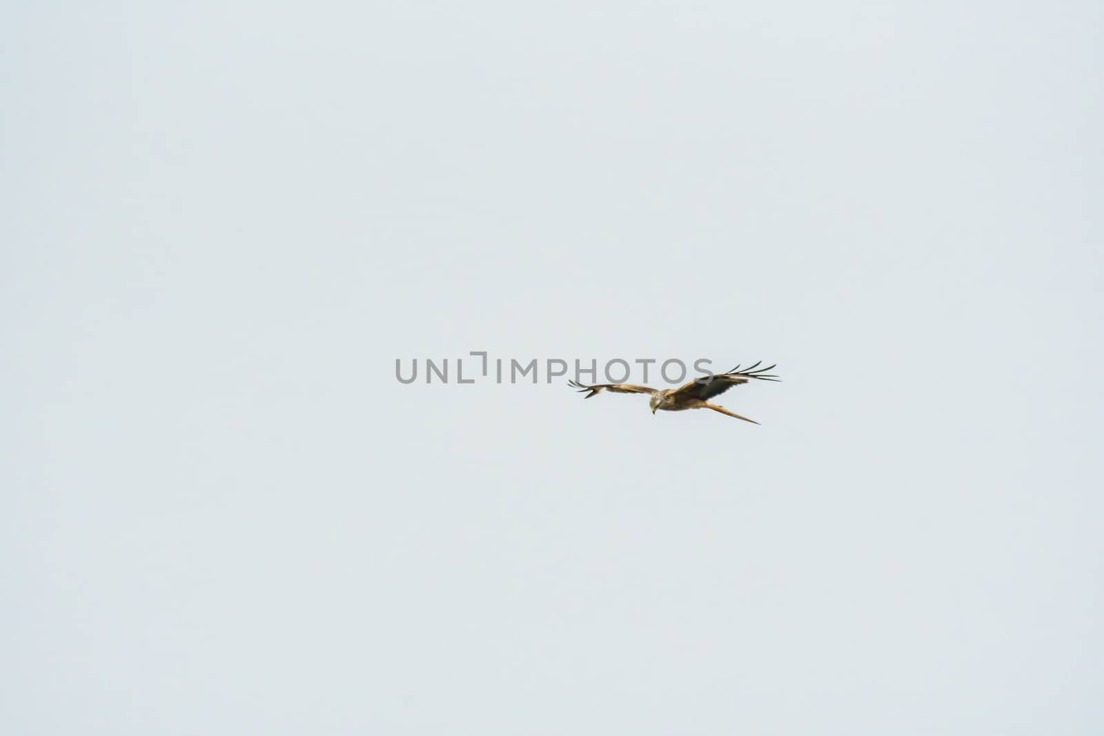 red kite on harvested field