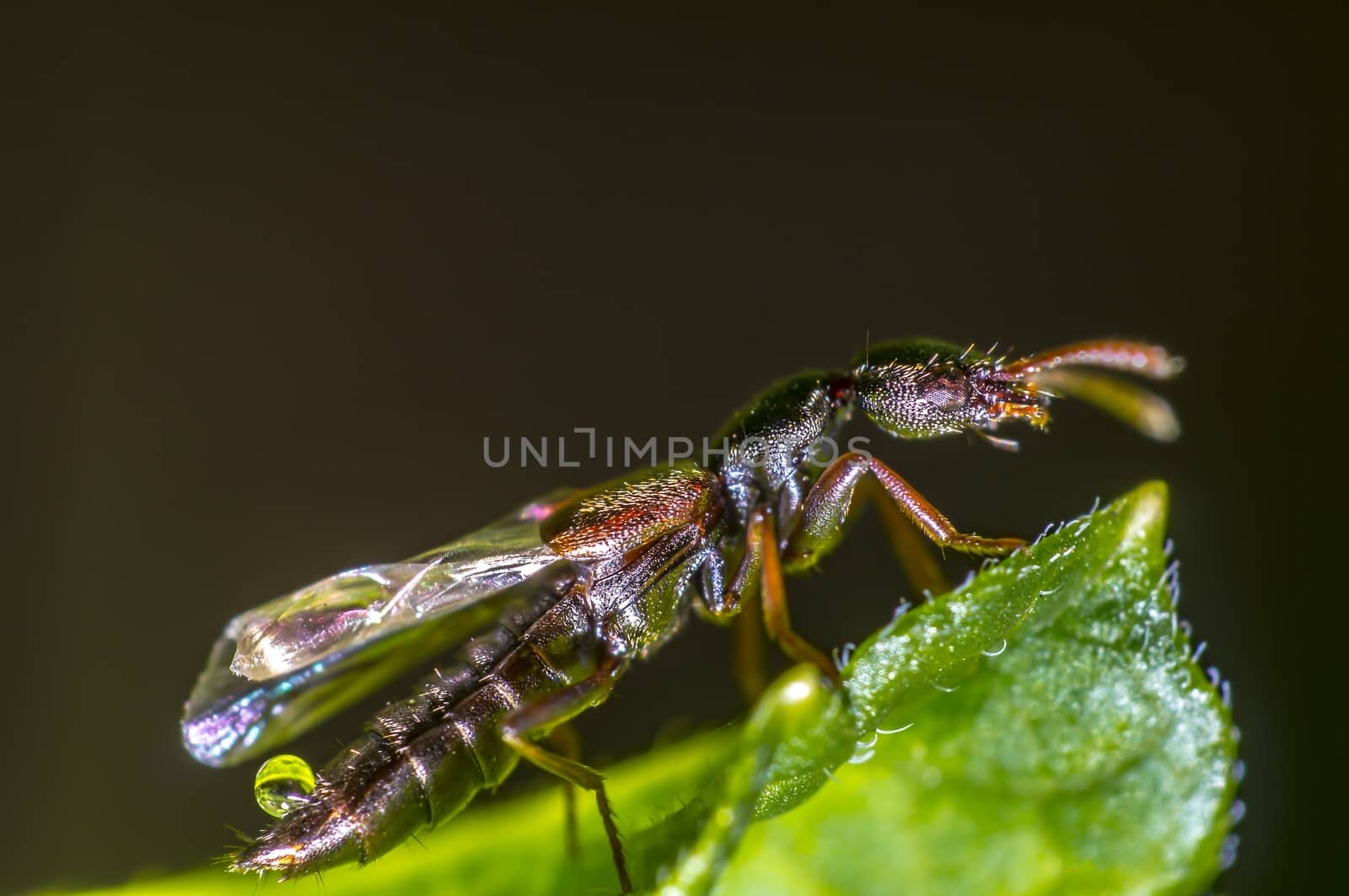 tiny bug is relaxing in my season garden