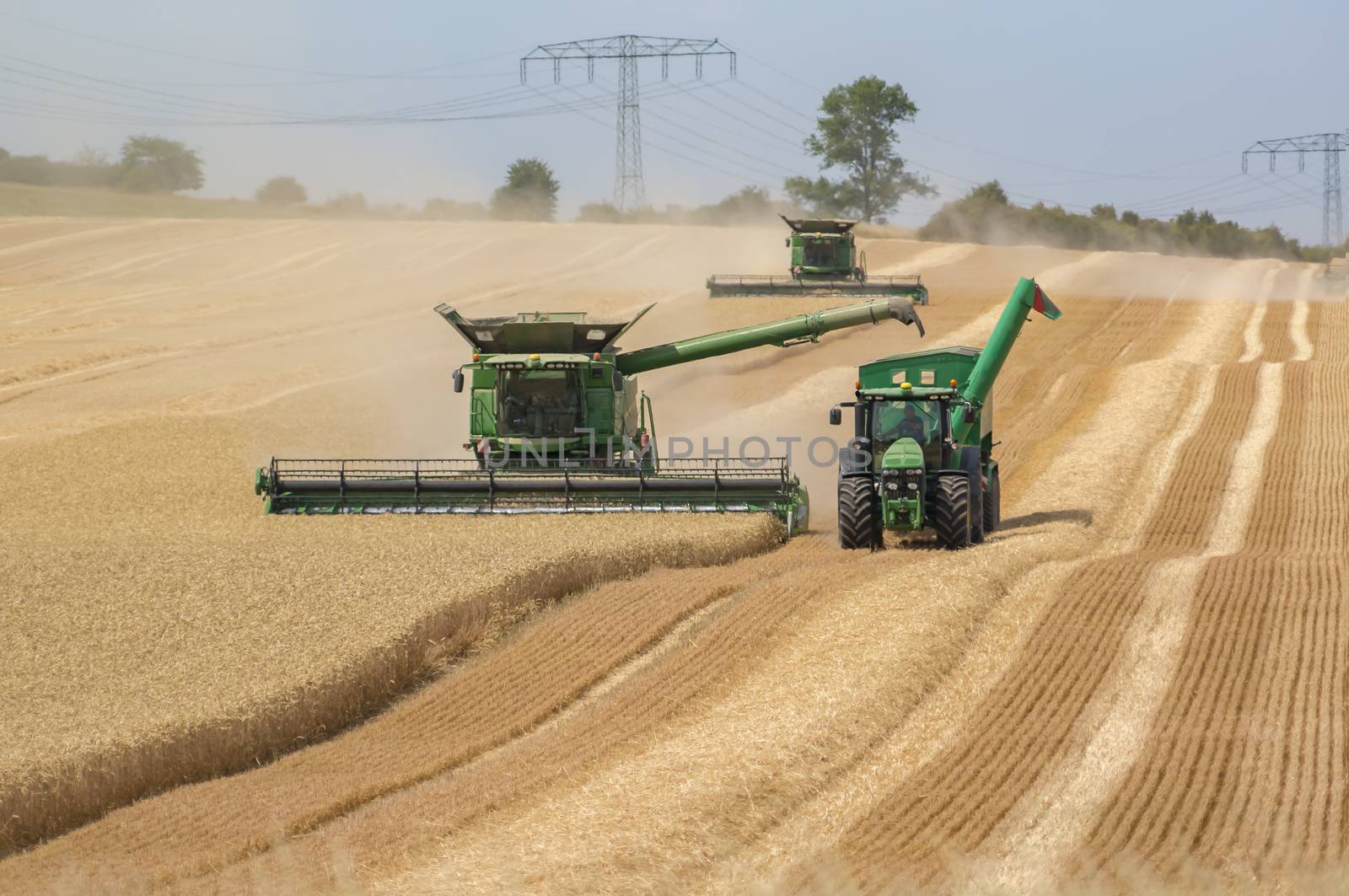 harvester harvests the cornfield
