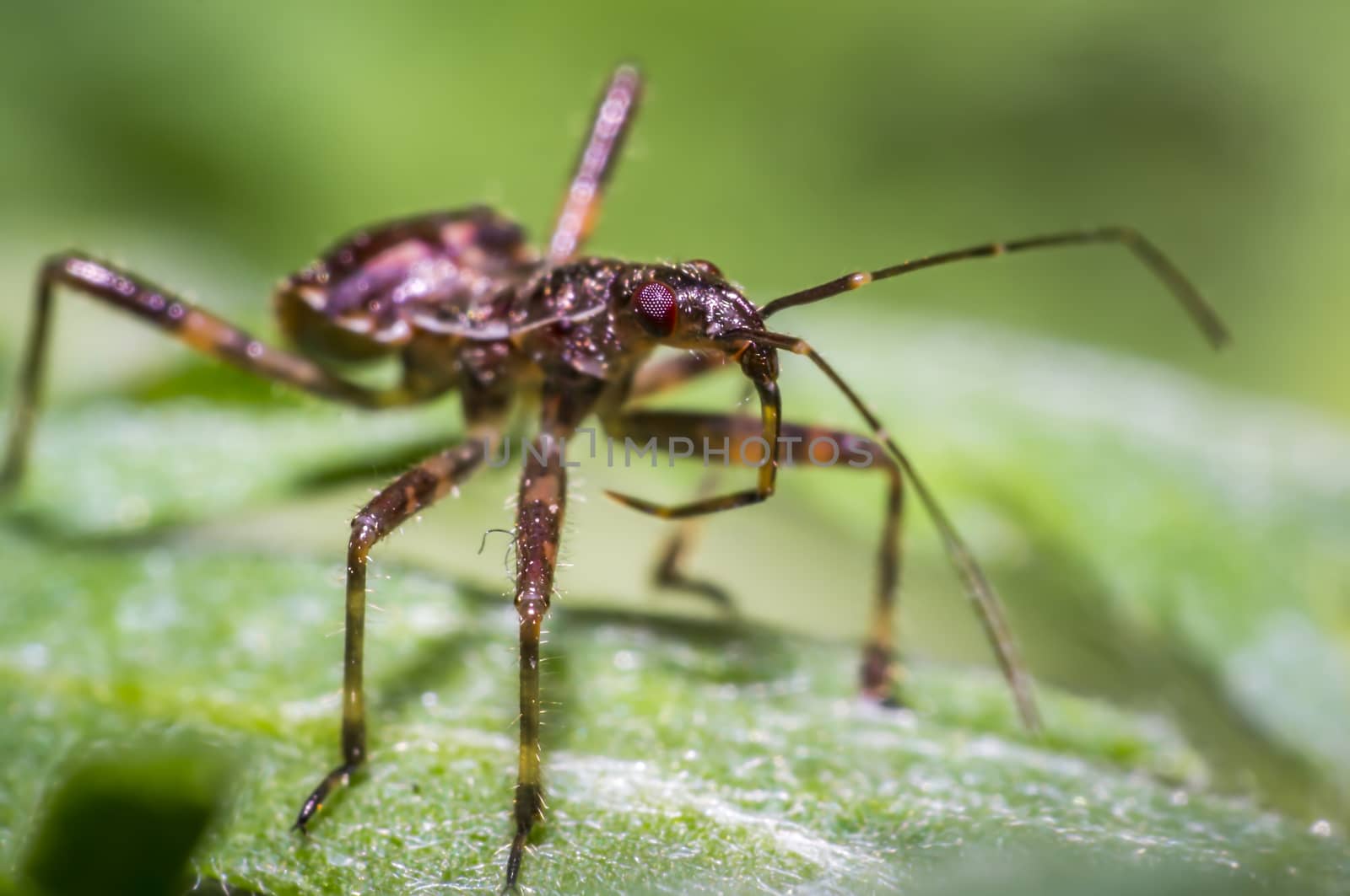 small larva of a bug on green nettle leaf in nature forest