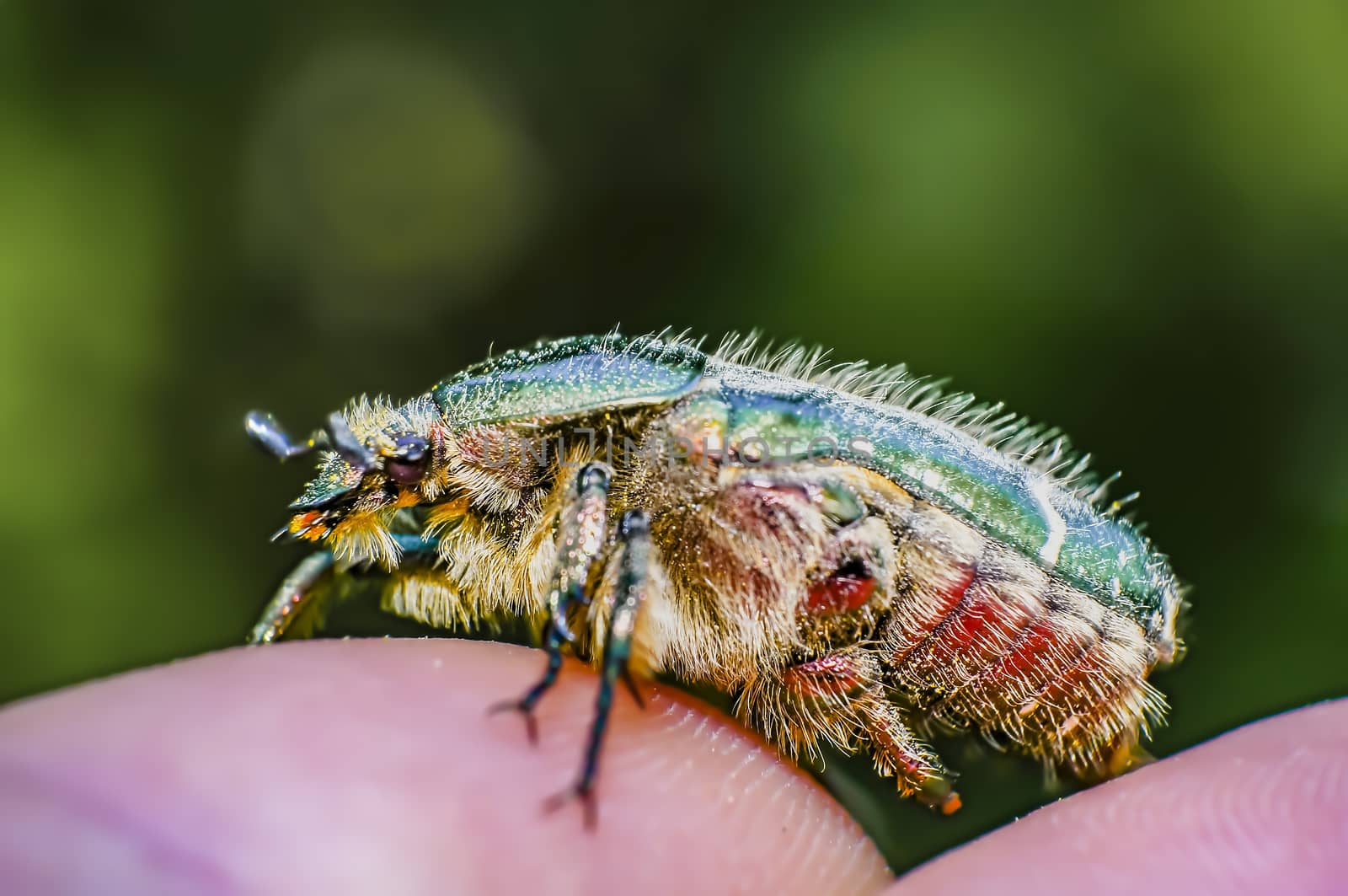 Rose beetle on my finger in the summer forest
