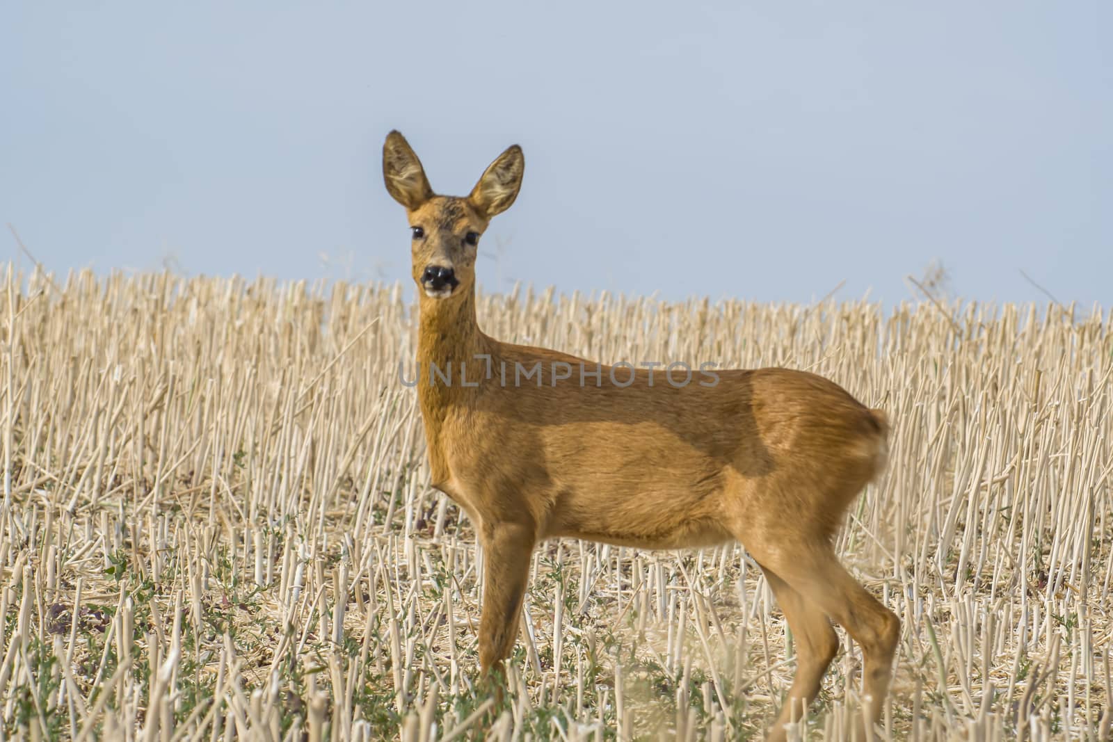 roe deer at corn field in the wild nature