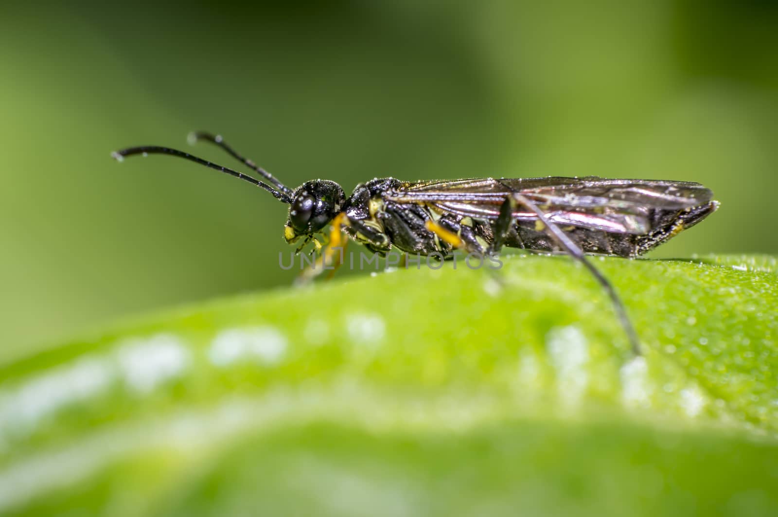 small fly on green leaf in the season garden