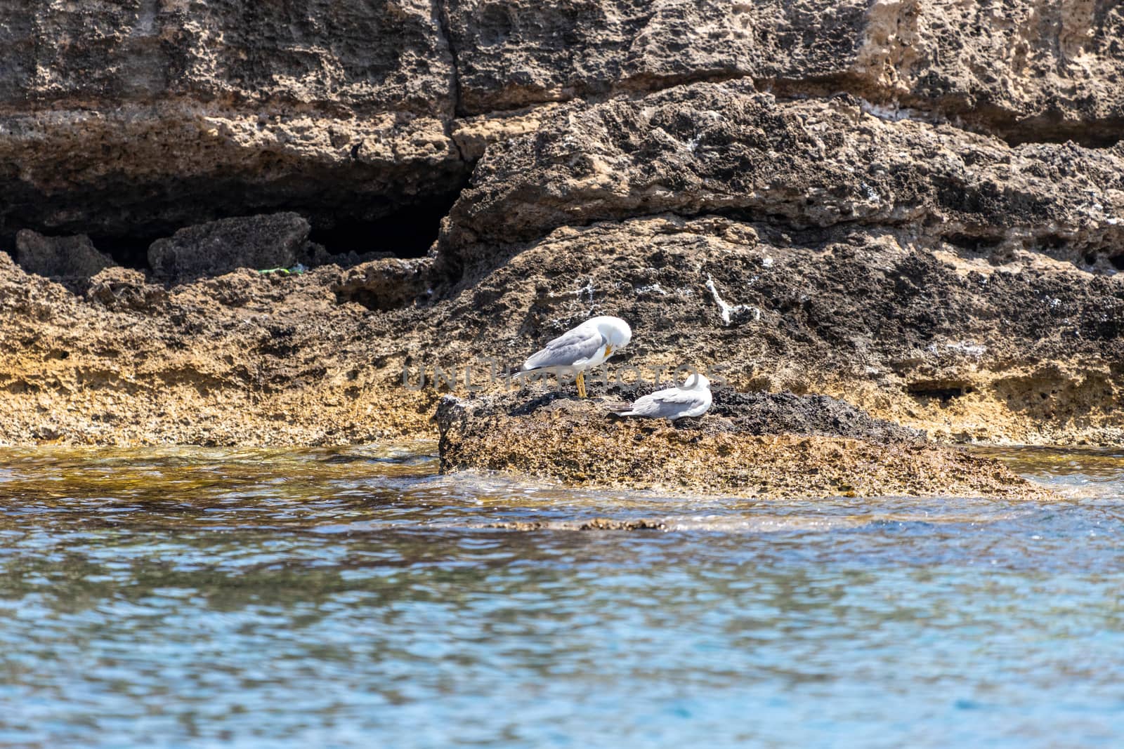 Seagulls on the rocky coastline near Stegna on the eastside of G by reinerc