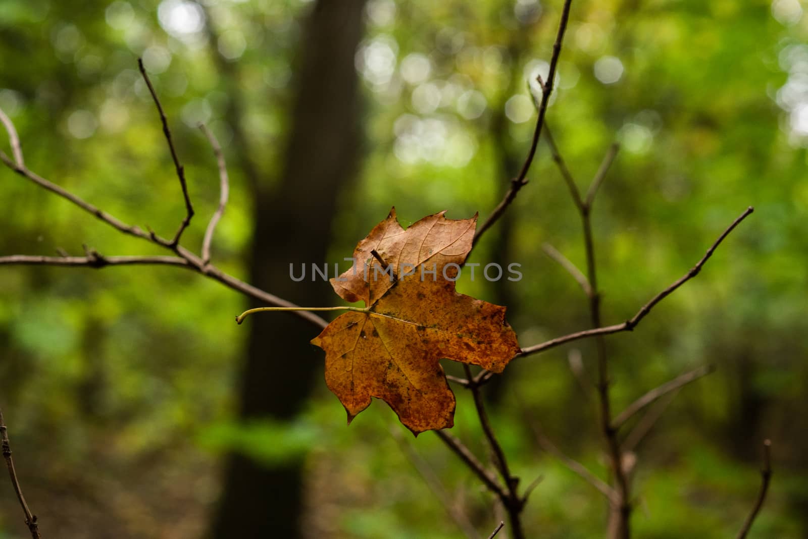 Close up of a leaf in the forest on an Autumn day