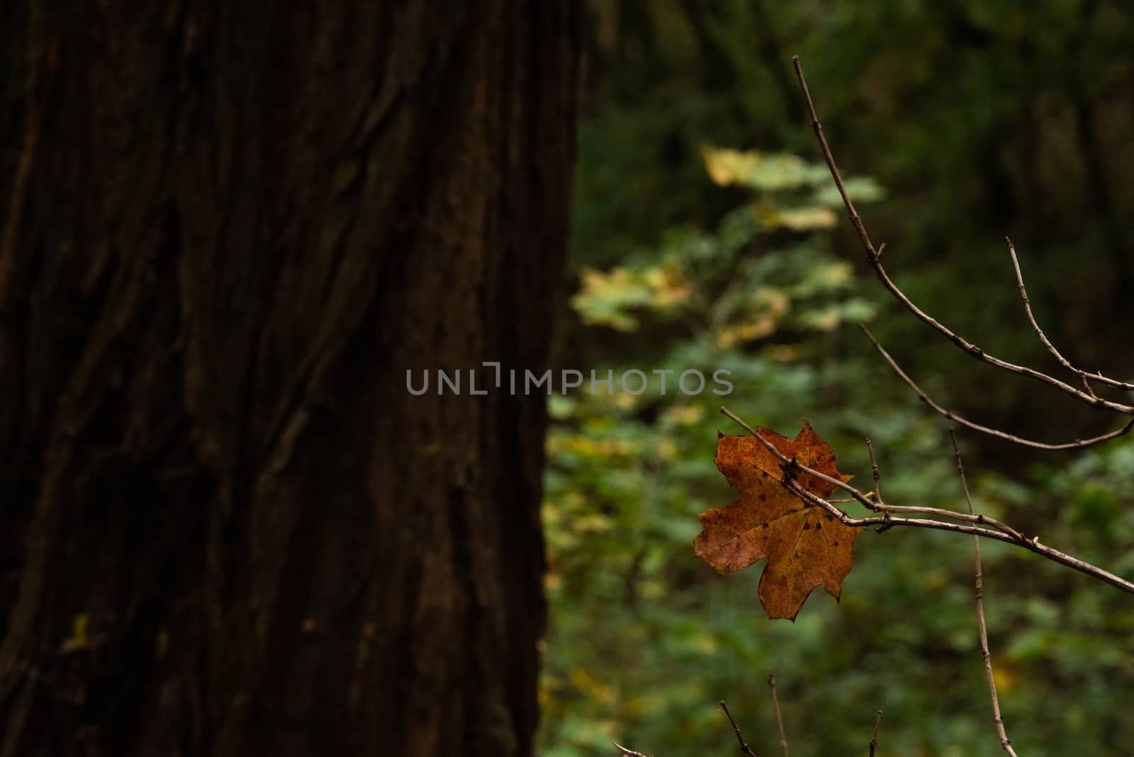 Close up of a leaf in the forest on an Autumn day