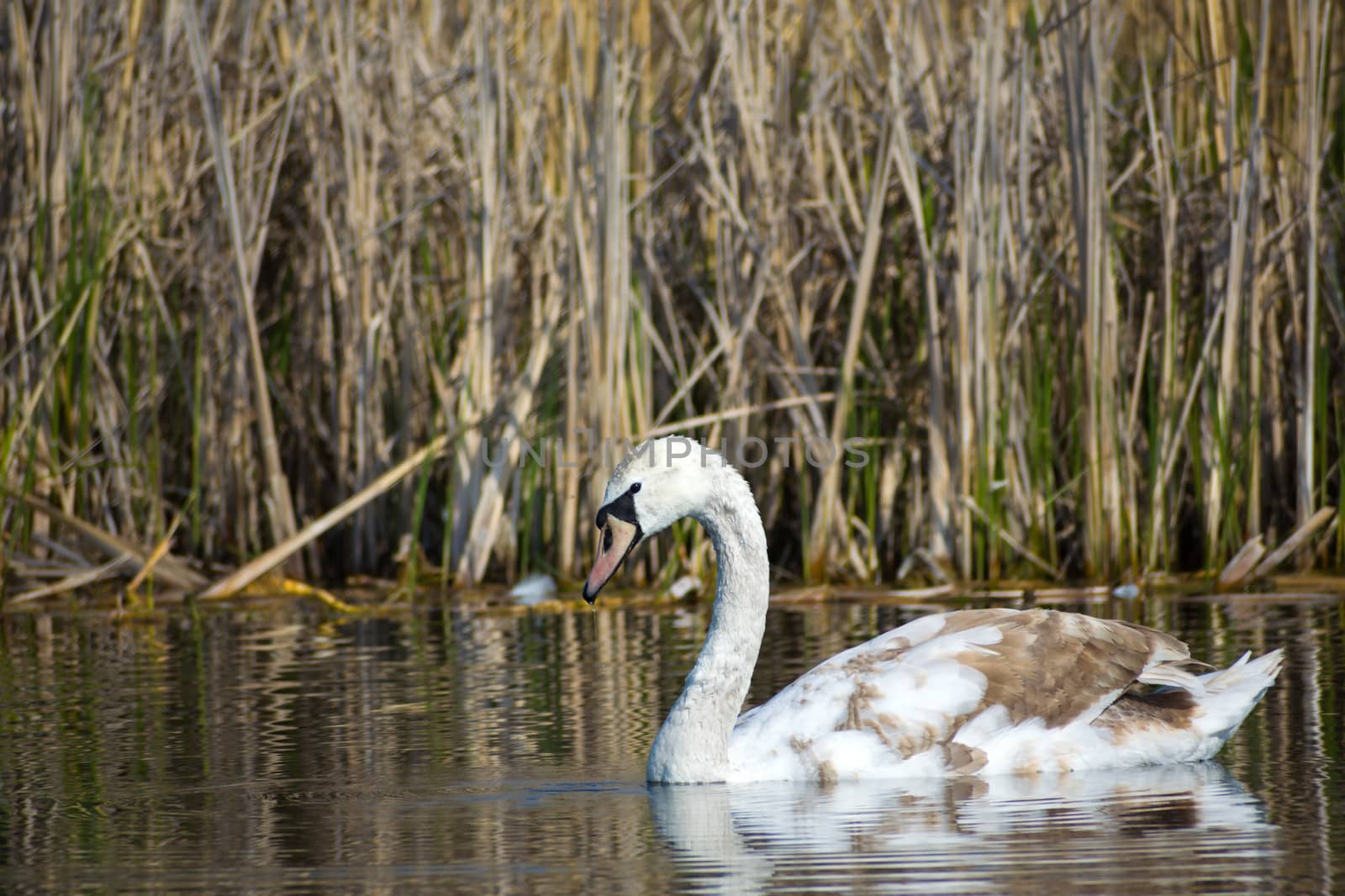 A young mute swan floating in the water, reeds in the background, spring view