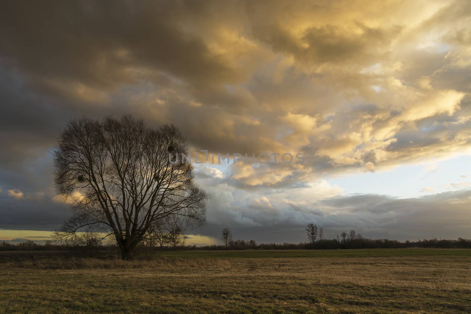 Lonely large tree without leaves growing in a meadow and a colorful cloudy sky during sunset