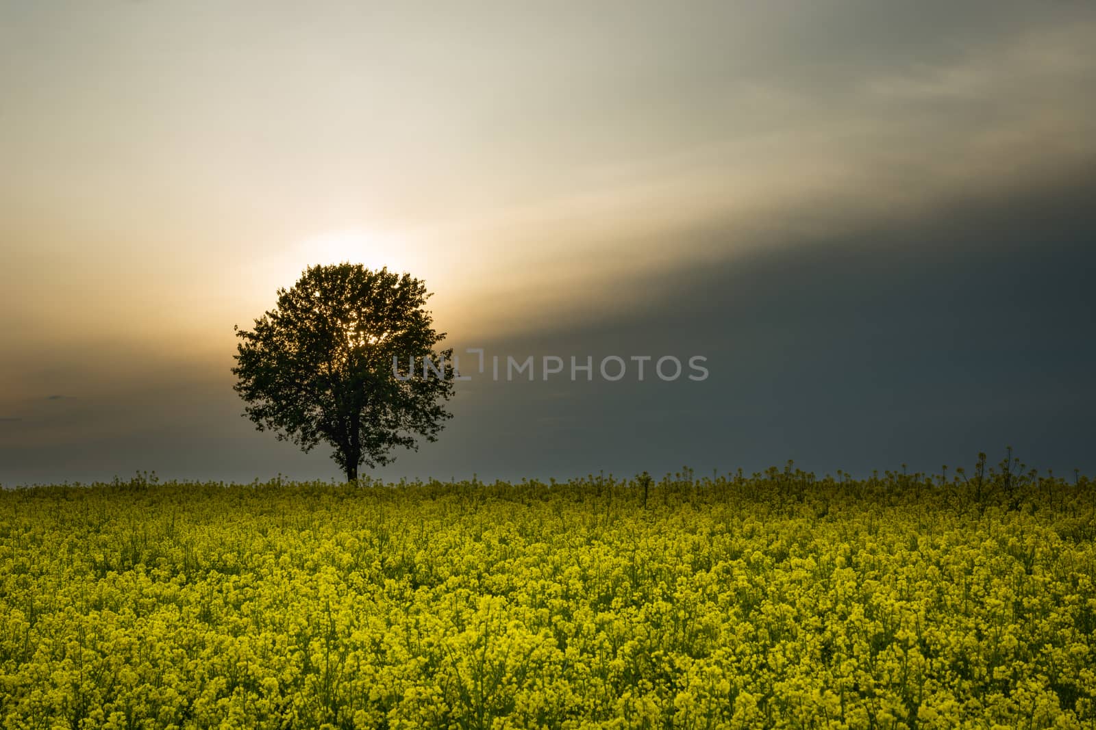 The sun behind a tree in a yellow rape field, summer view