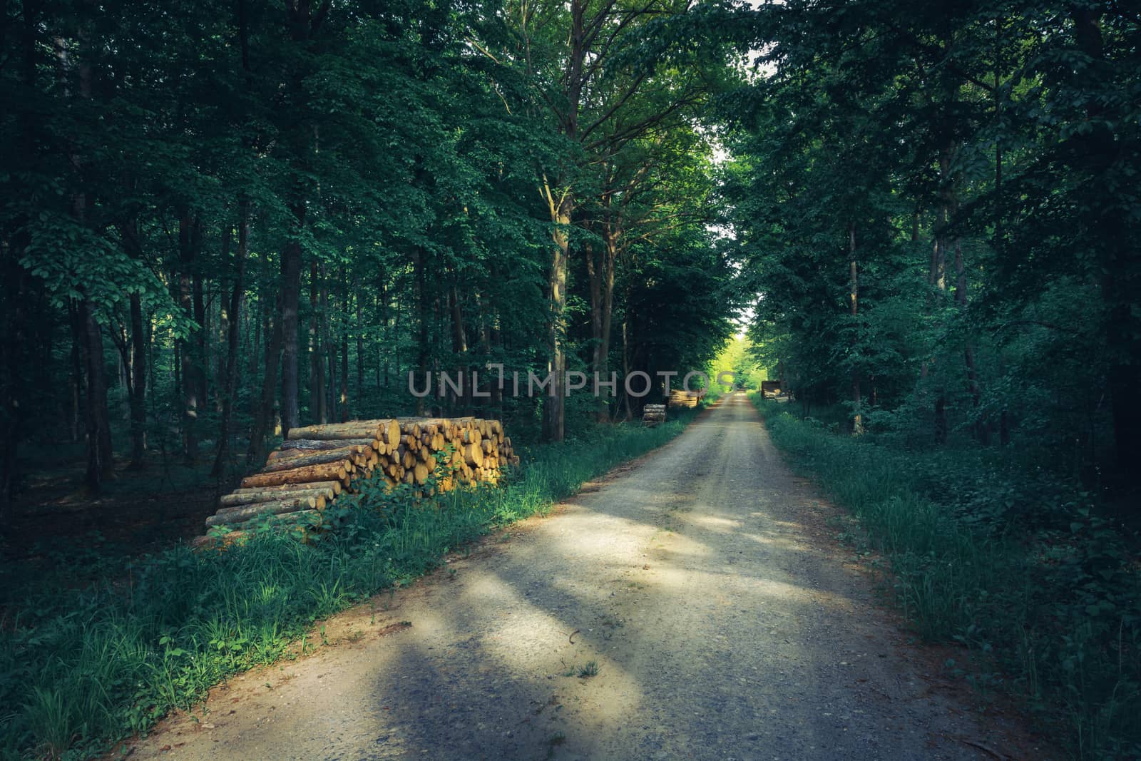 Country road through dark green forest, shadows and sunlight