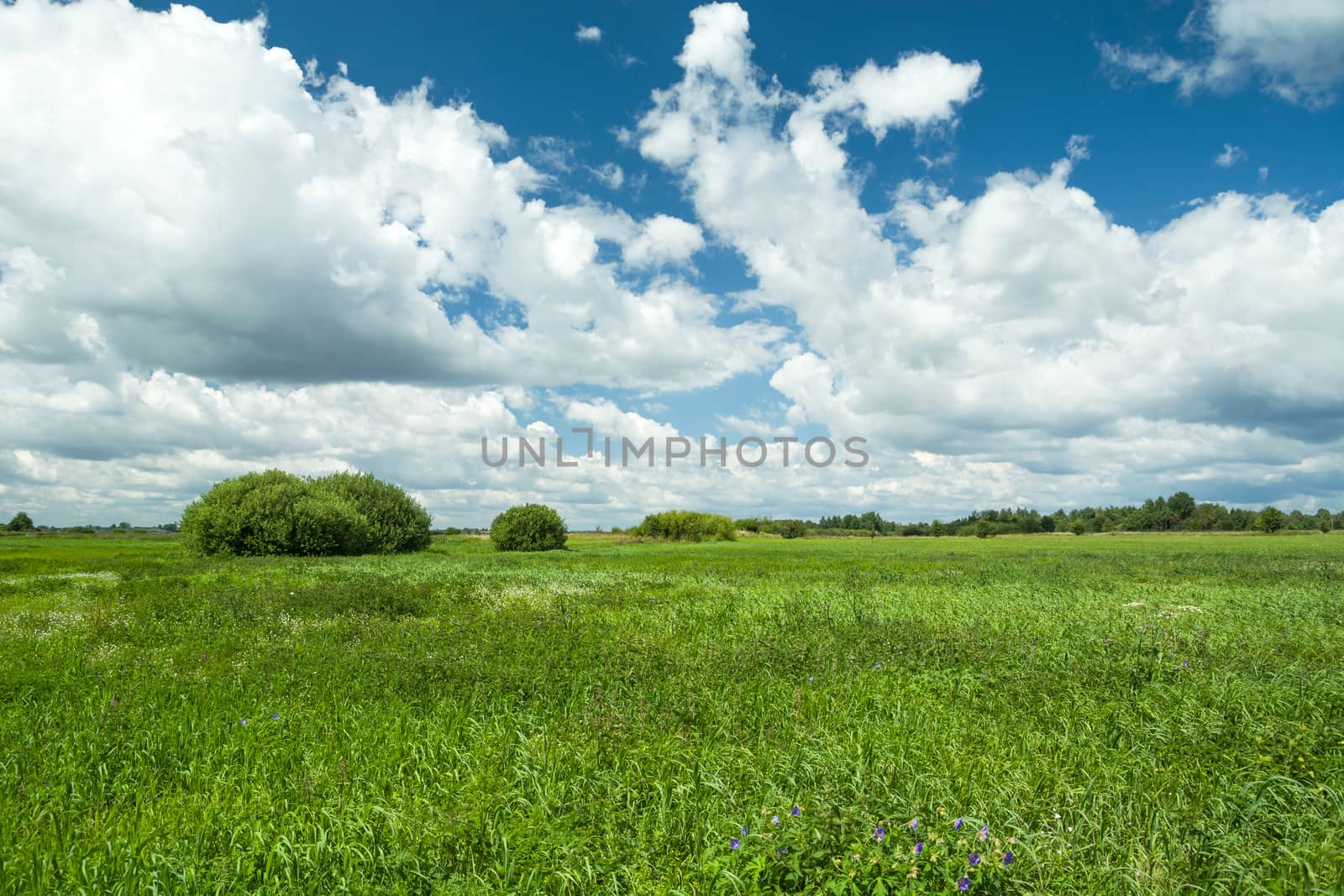 Green tall grass in the meadow and white clouds against the blue sky, summer day