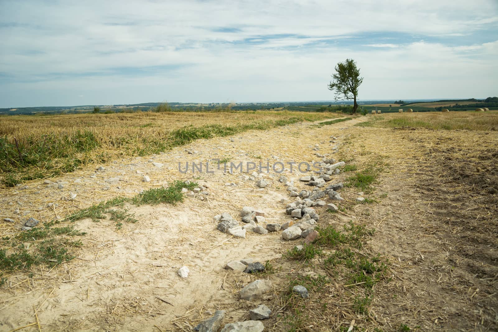 Dirt road with stones, lonely tree and clouds on the sky, Ostrzyca, Lubelskie, Poland