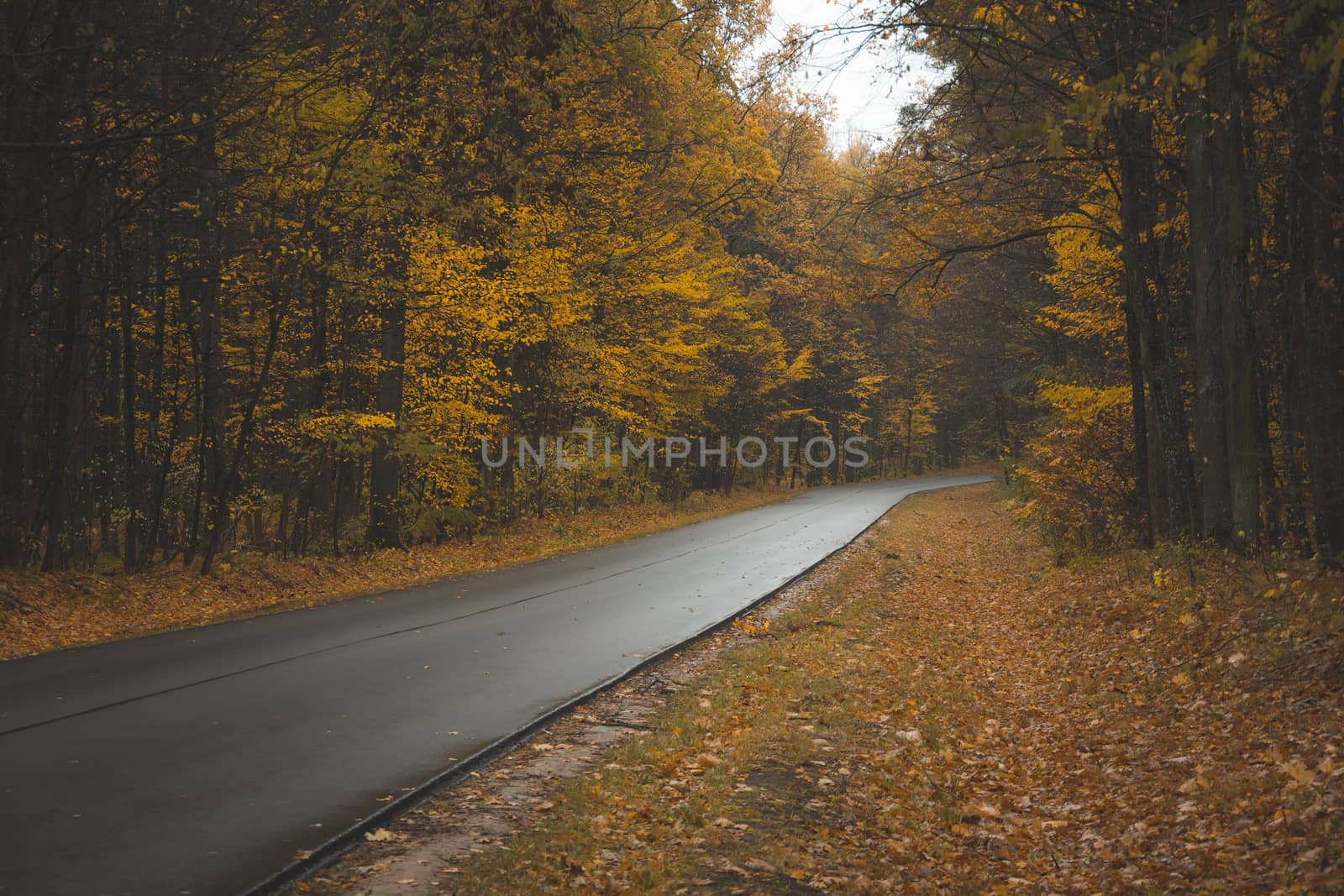 Wet asphalt road through the autumn forest, october view