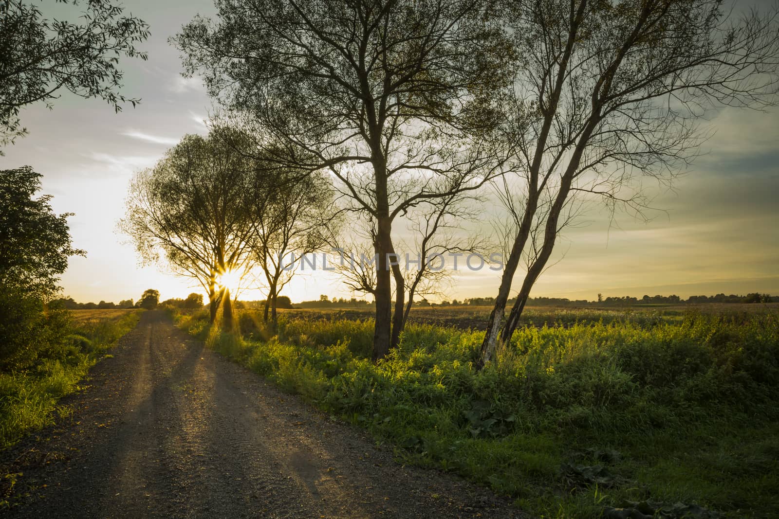 Trees on a dirt road and sunset, summer view