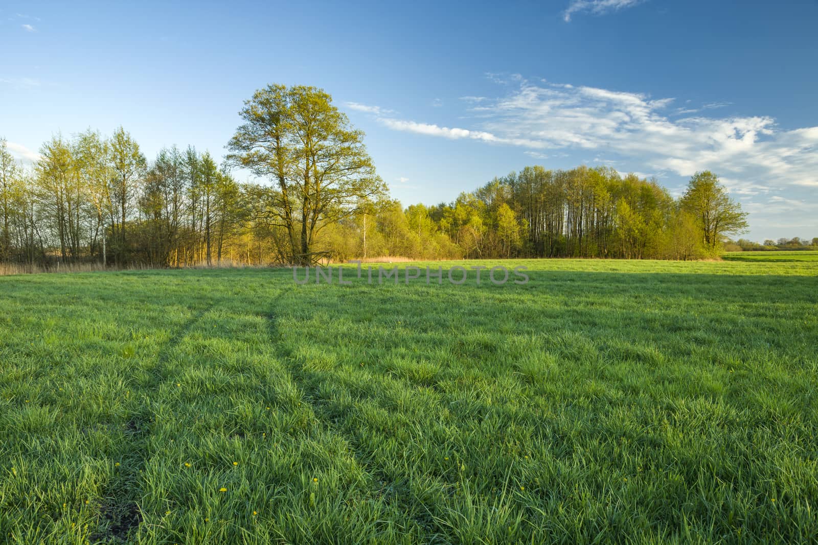 Wheels traces on a green meadow, trees and blue sky, summer view