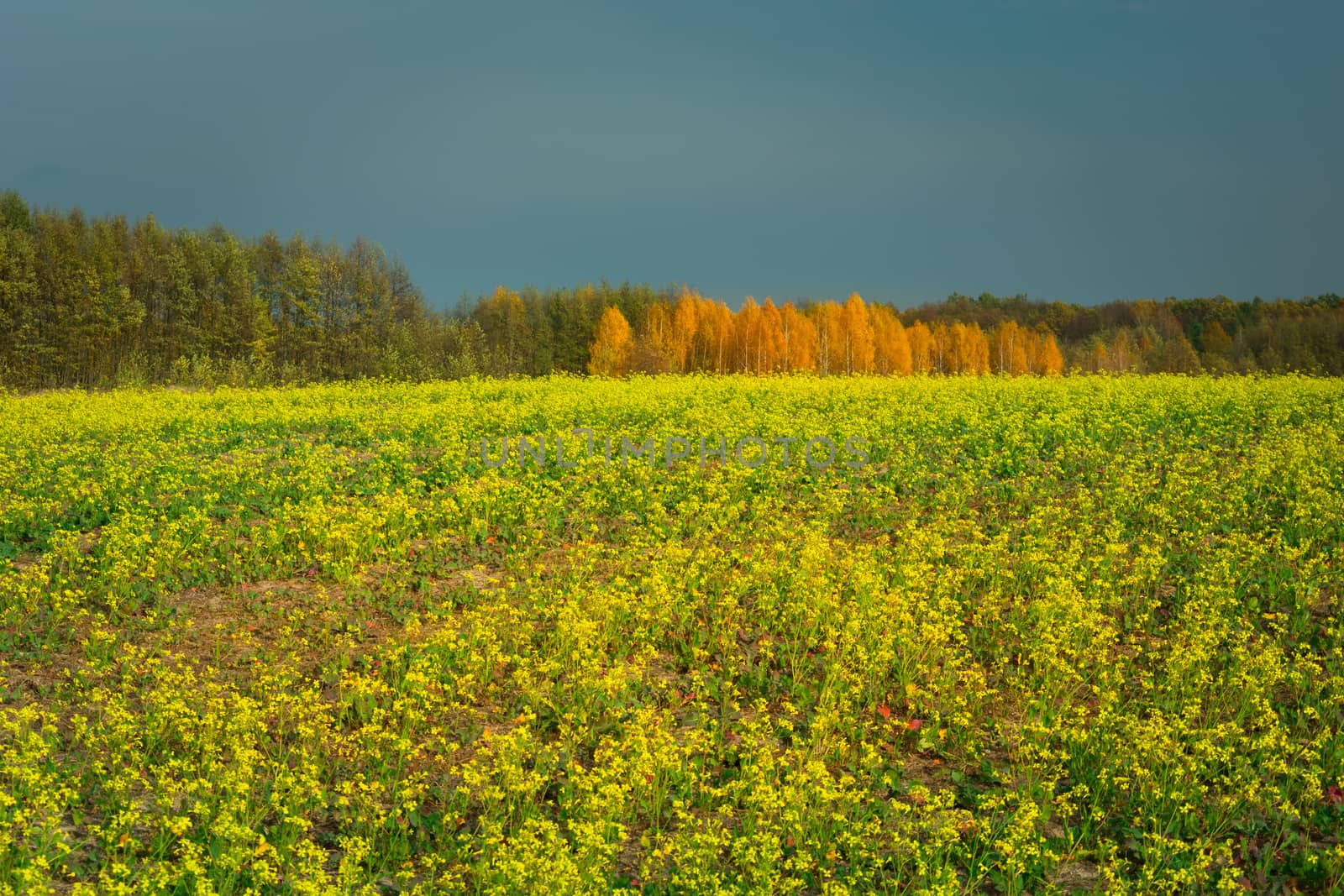 Yellow rape field, autumn forest and evening sky, october view