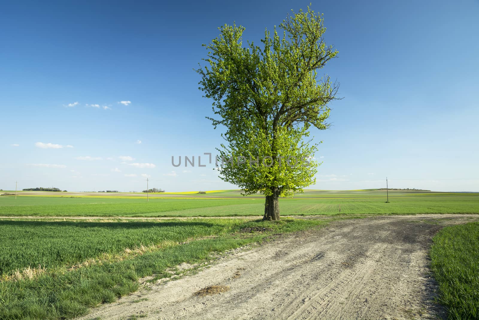 Large tree on a dirt road and green fields, summer view