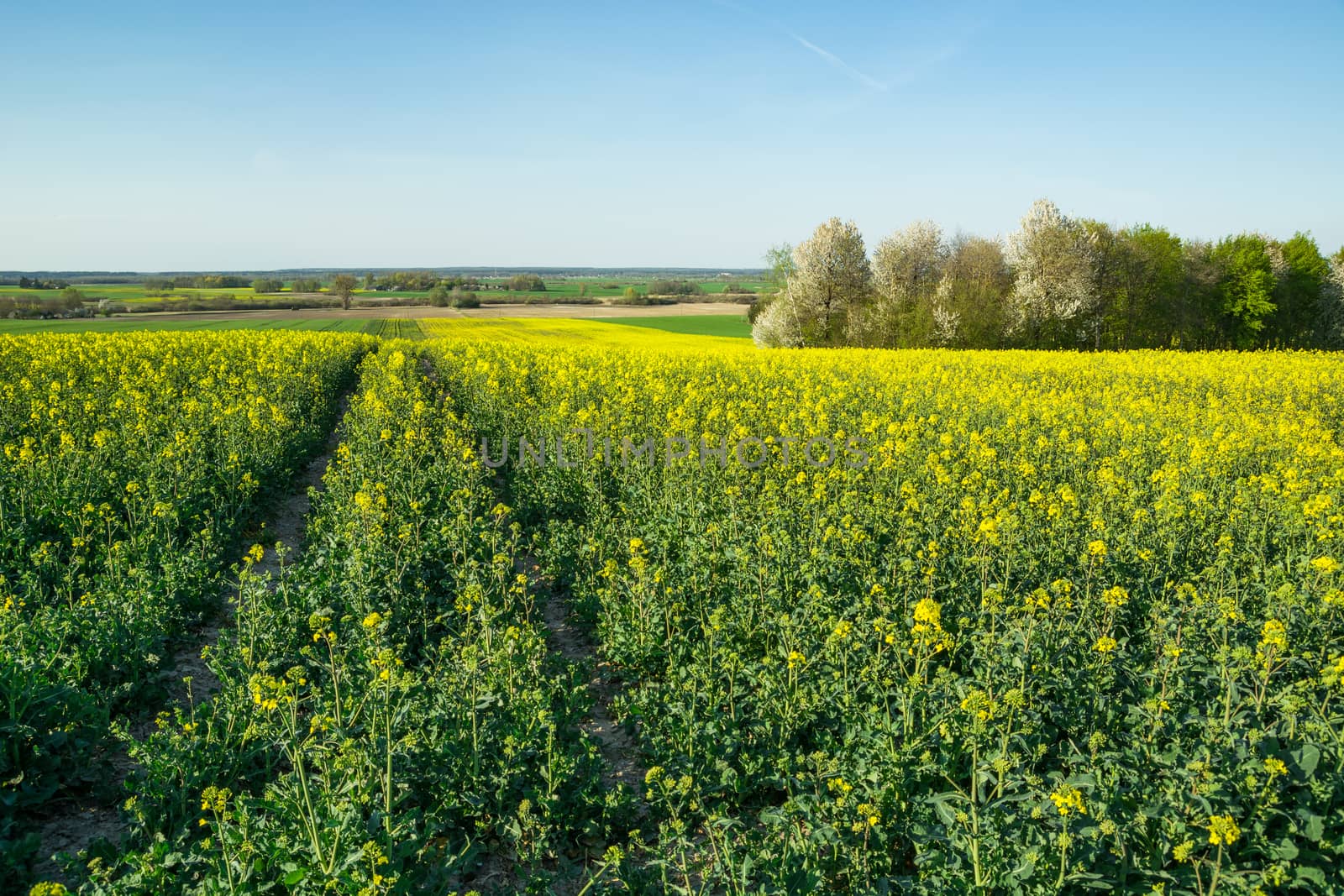 Tractor wheel tracks in a flowering rapeseed field, trees and blue sky, spring view