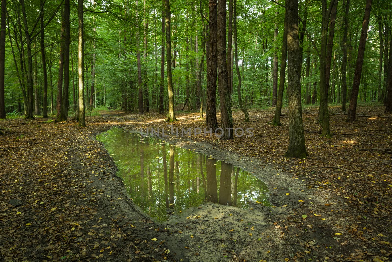 Big puddle in the green forest, summer view