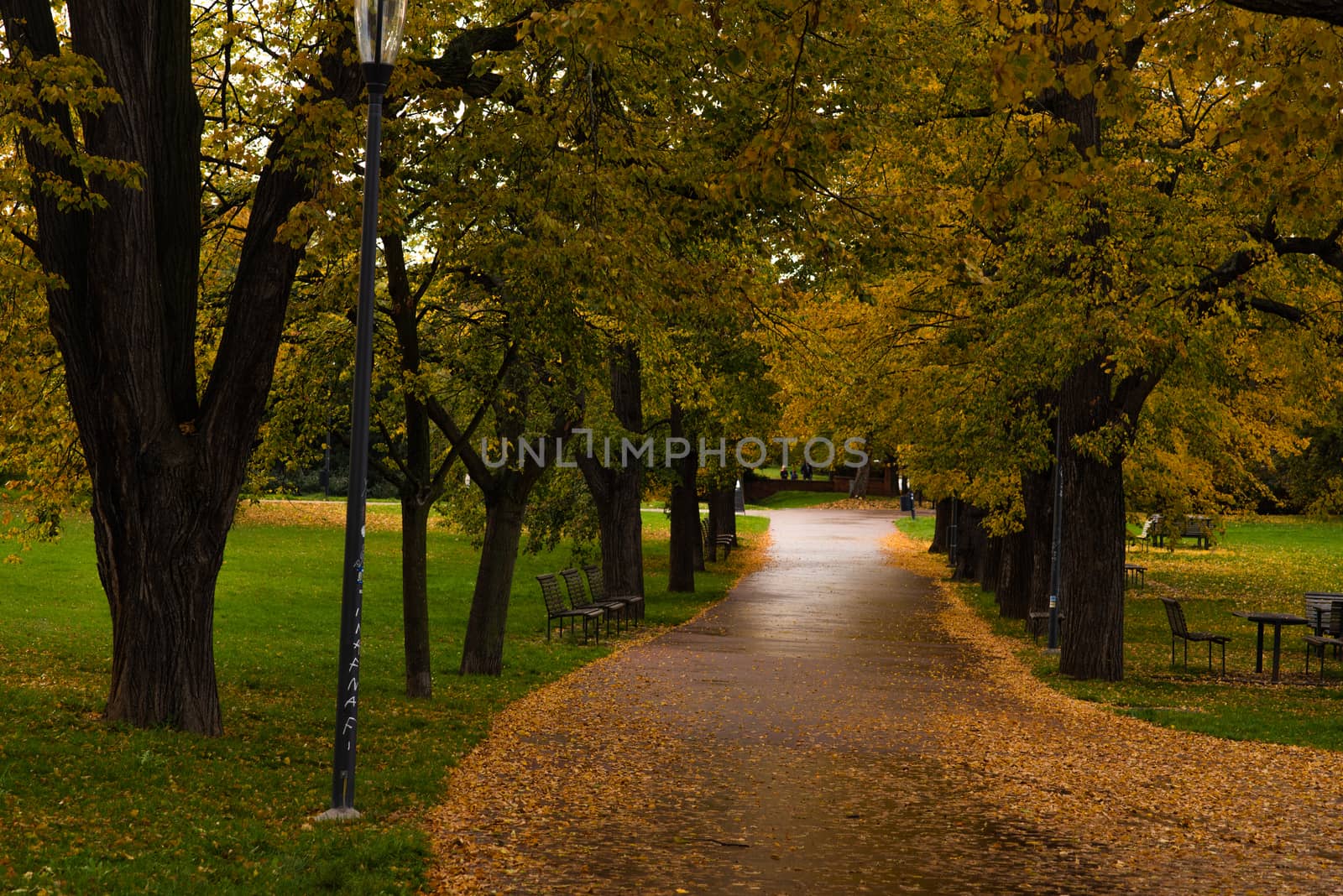 A colorful path in the park with yellow leaves