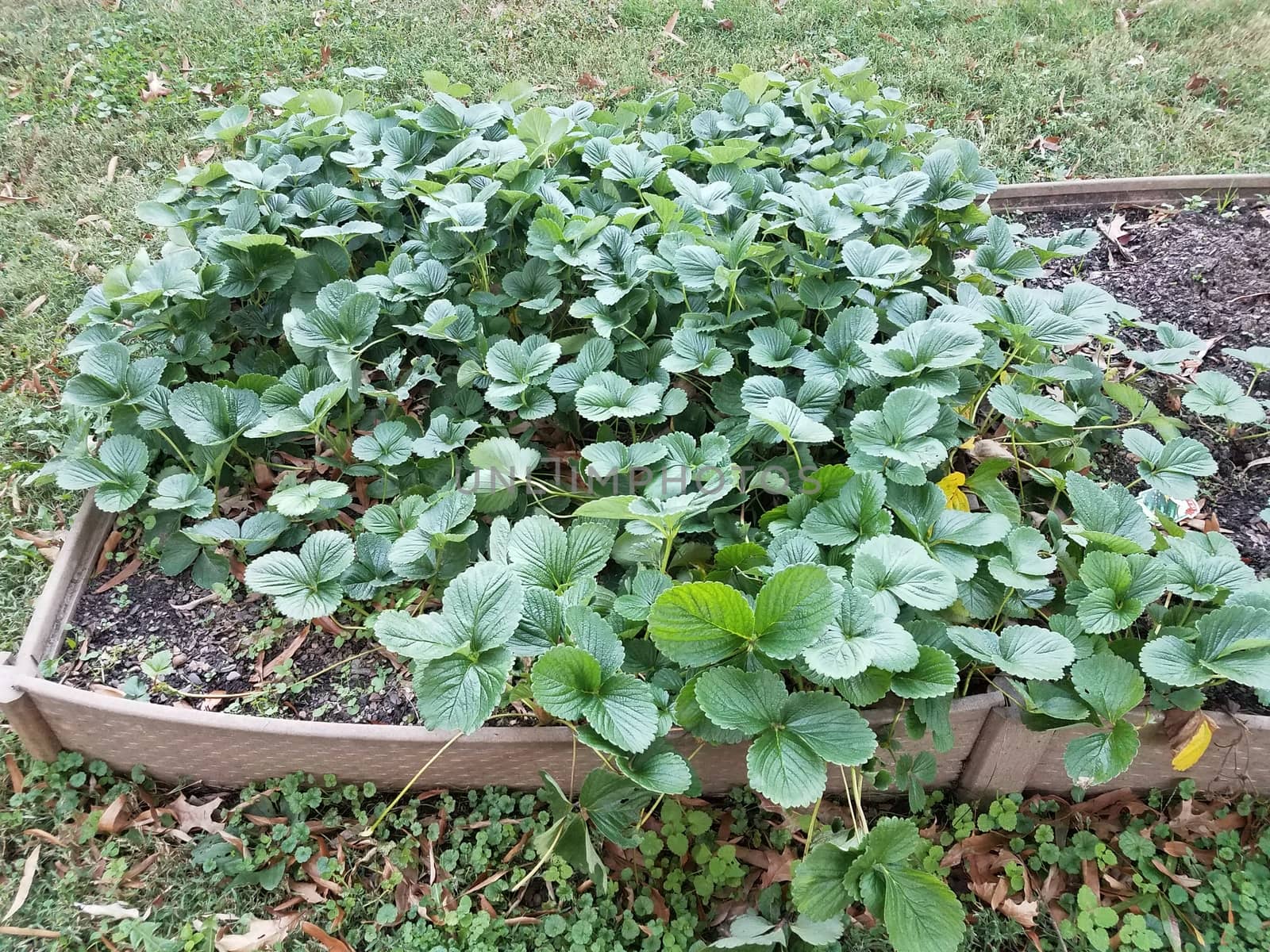 strawberry plants with green leaves growing in a small garden
