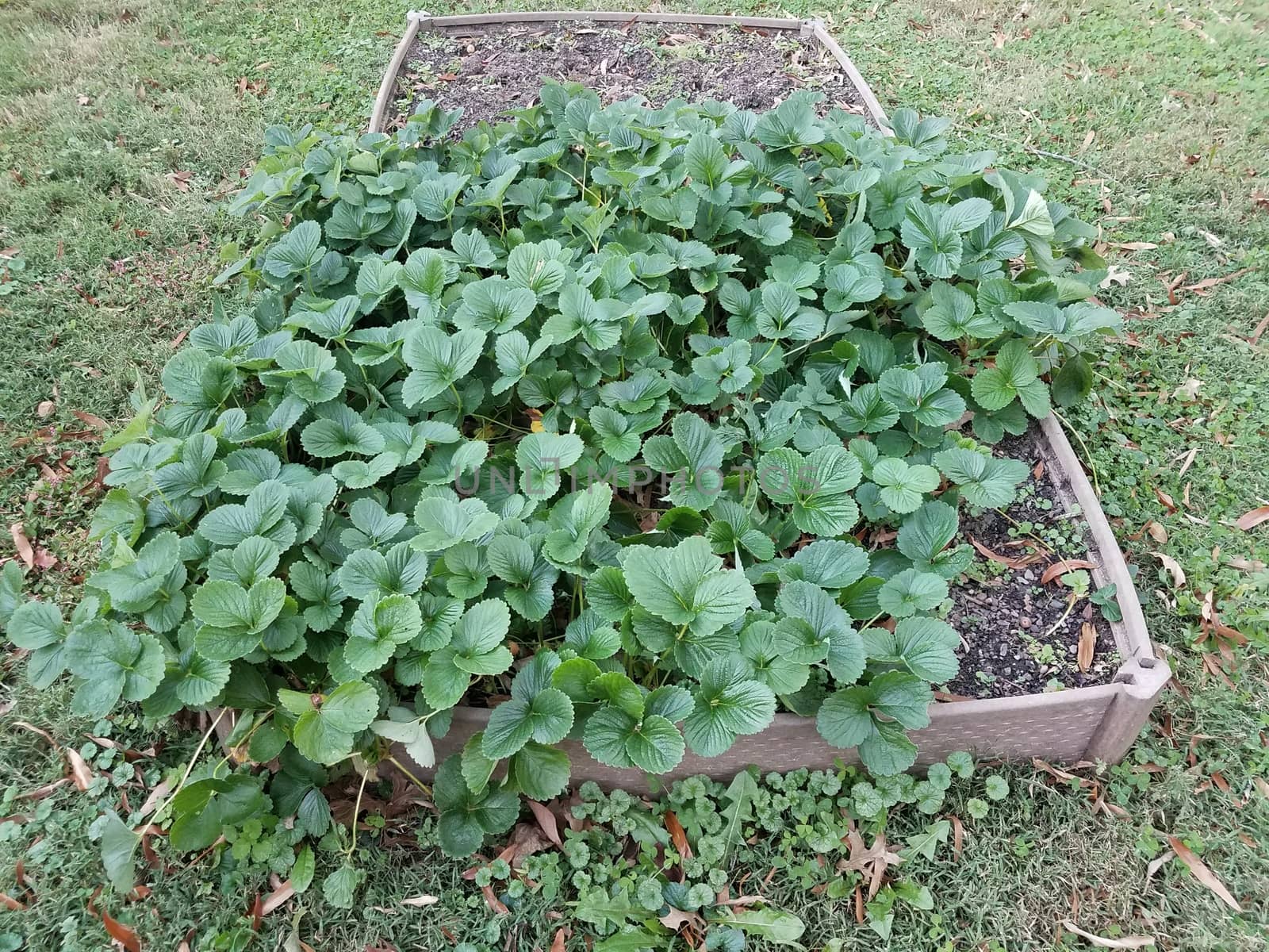 strawberry plants with green leaves growing in a small garden