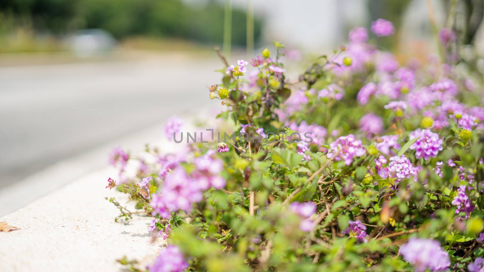 Picture of small purple flowers right next to street with a blurry background