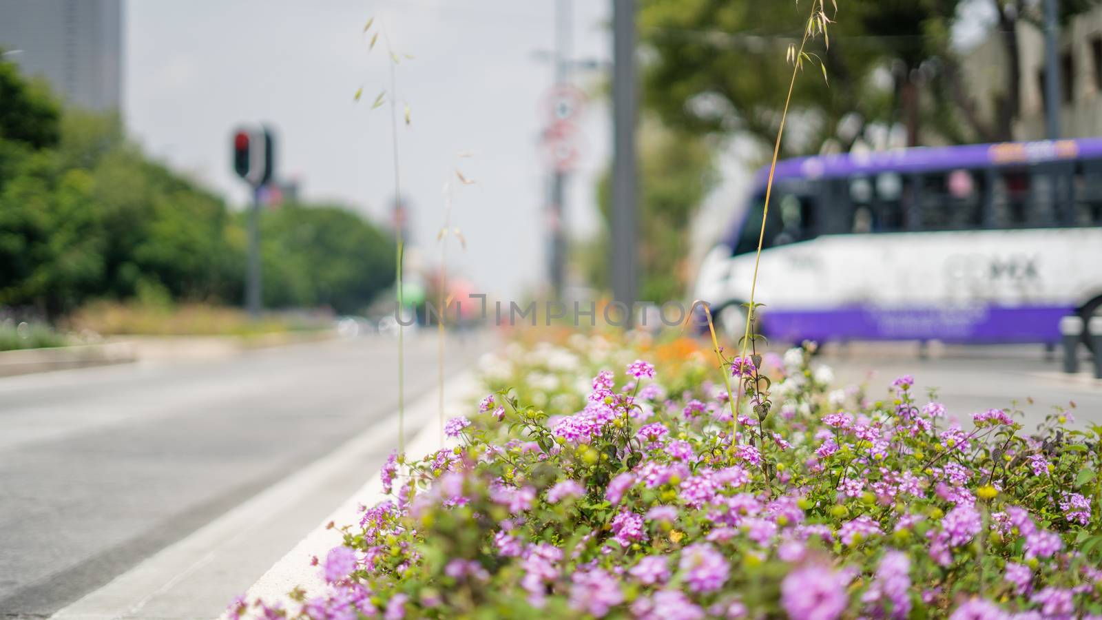 Picture of purple flowers in a large avenue while a blurry purple bus passes in the background