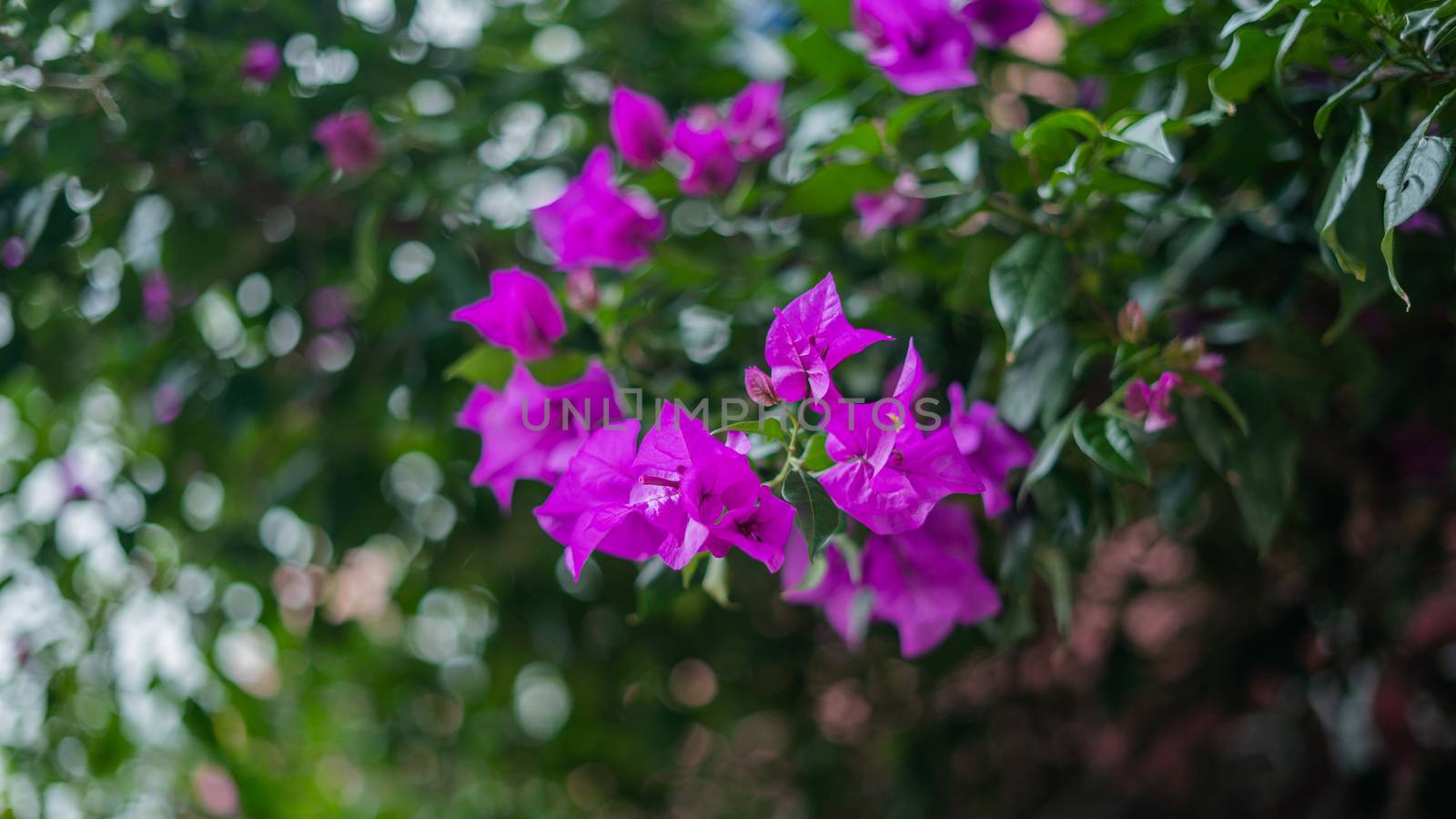 Picture of several purple flowers from a tree with blurry foliage as background