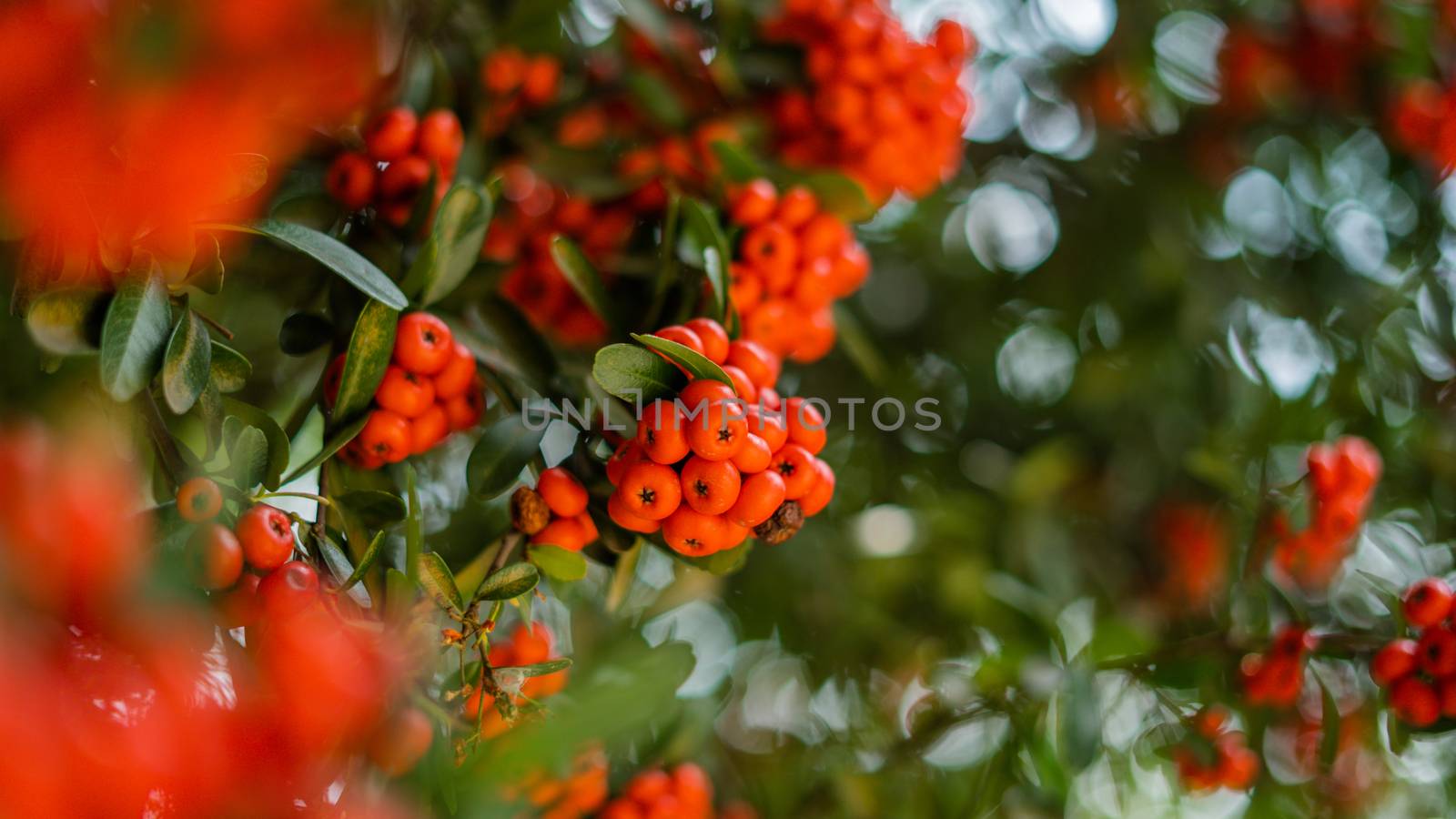 Picture of a bush of small round orange peach-like fruits called Arctostaphylos pungens