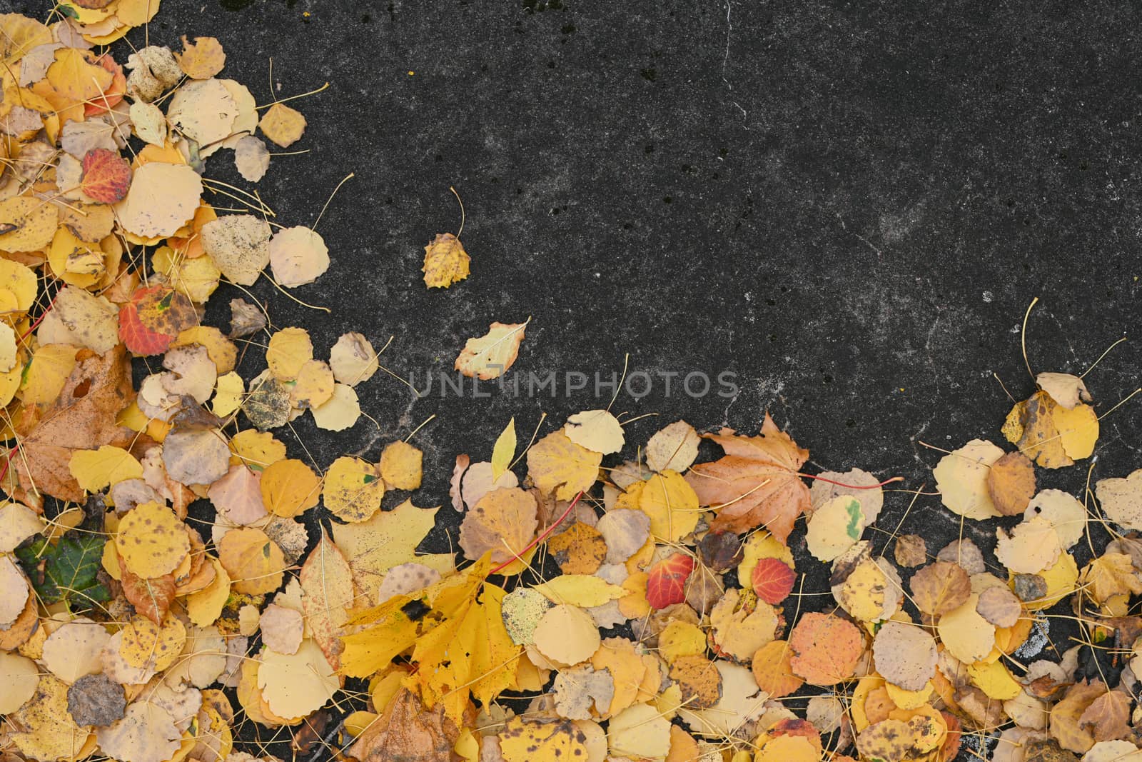 fallen leaves on the concrete pavement. In autumn