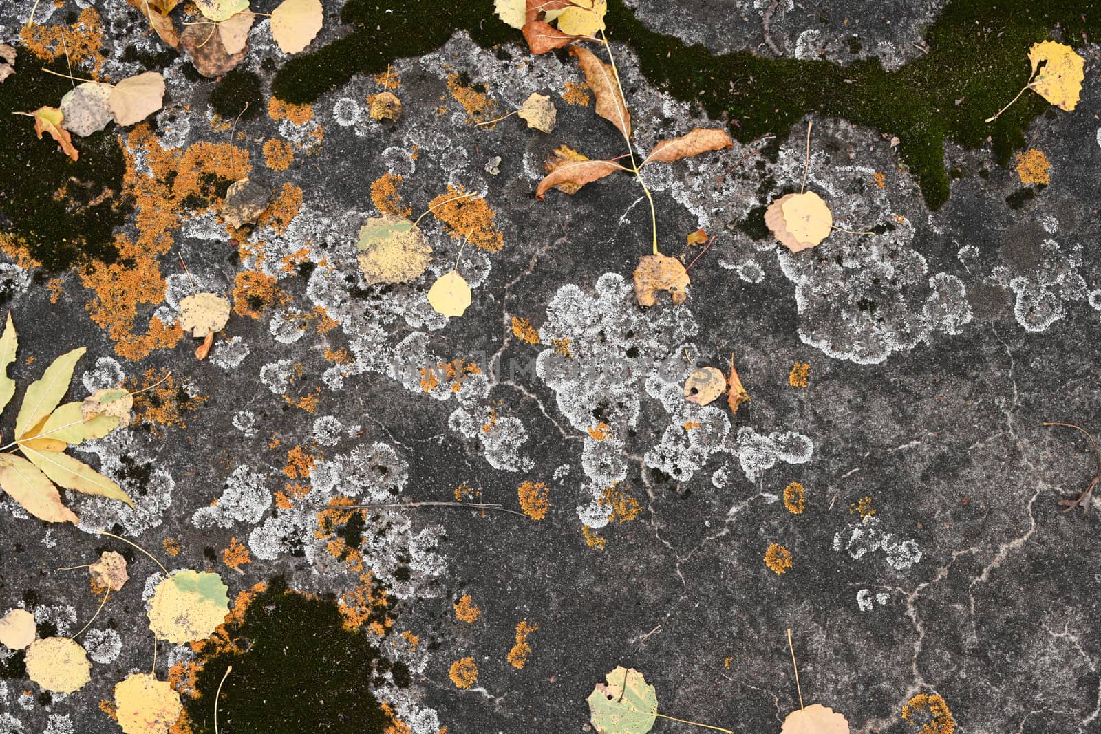 fallen leaves on the concrete pavement In autumn by sashokddt
