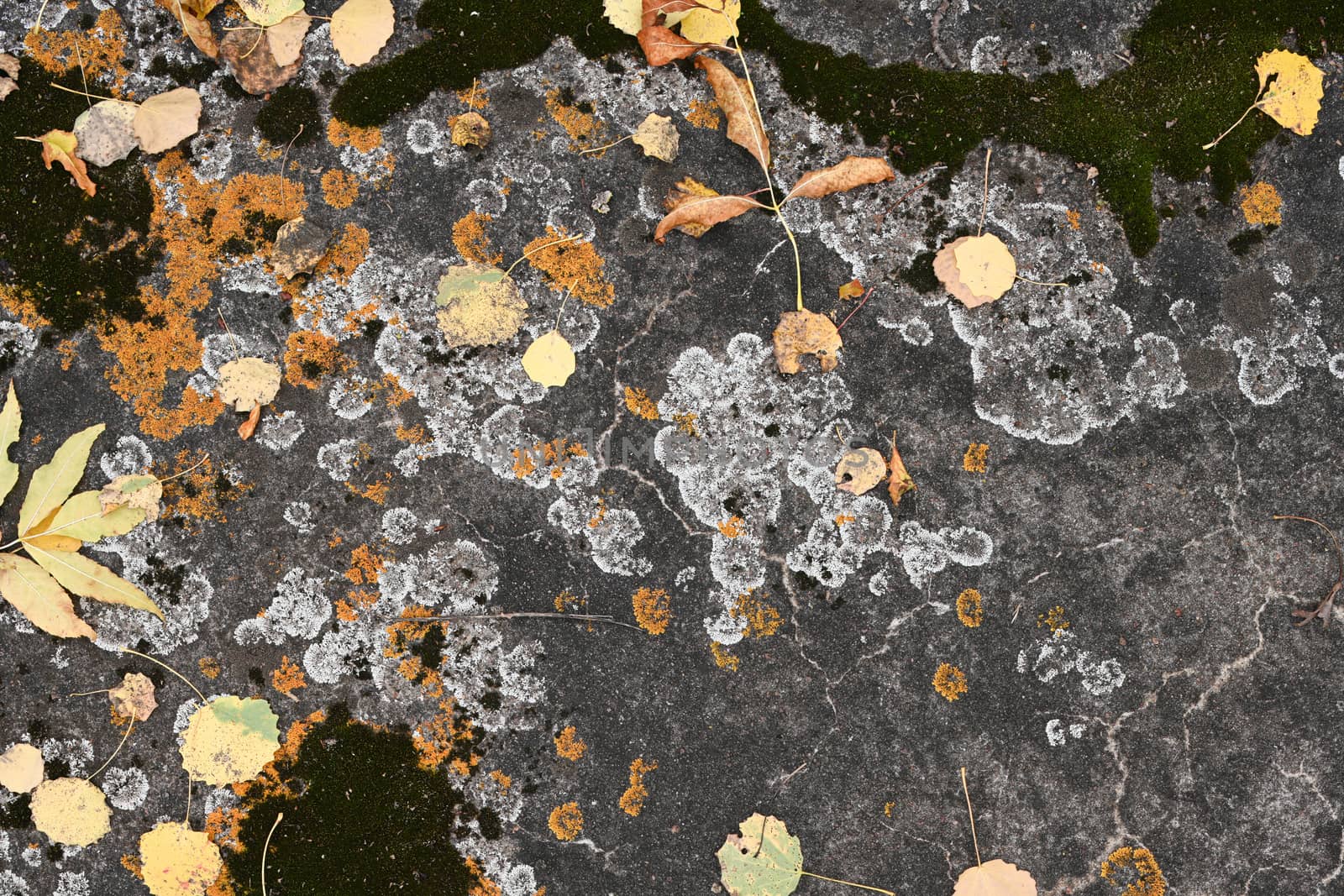 fallen leaves on the concrete pavement. In autumn