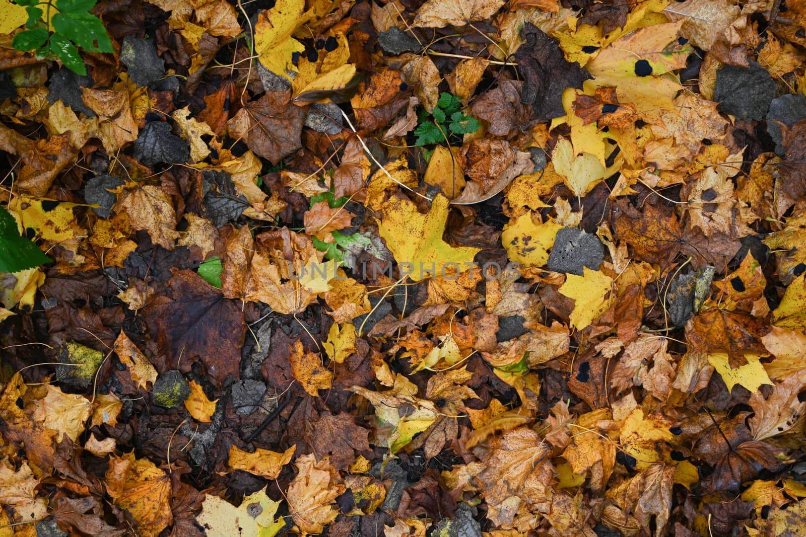 Colorful backround image of fallen autumn leaves perfect for seasonal