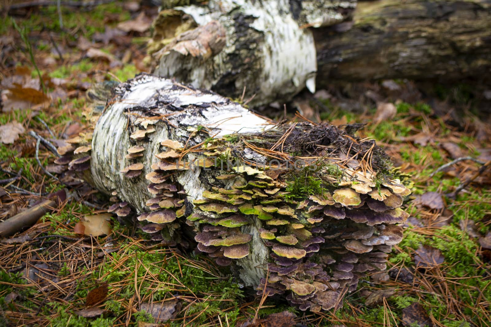 green mushroom on dry log in autumn forest of Belarus