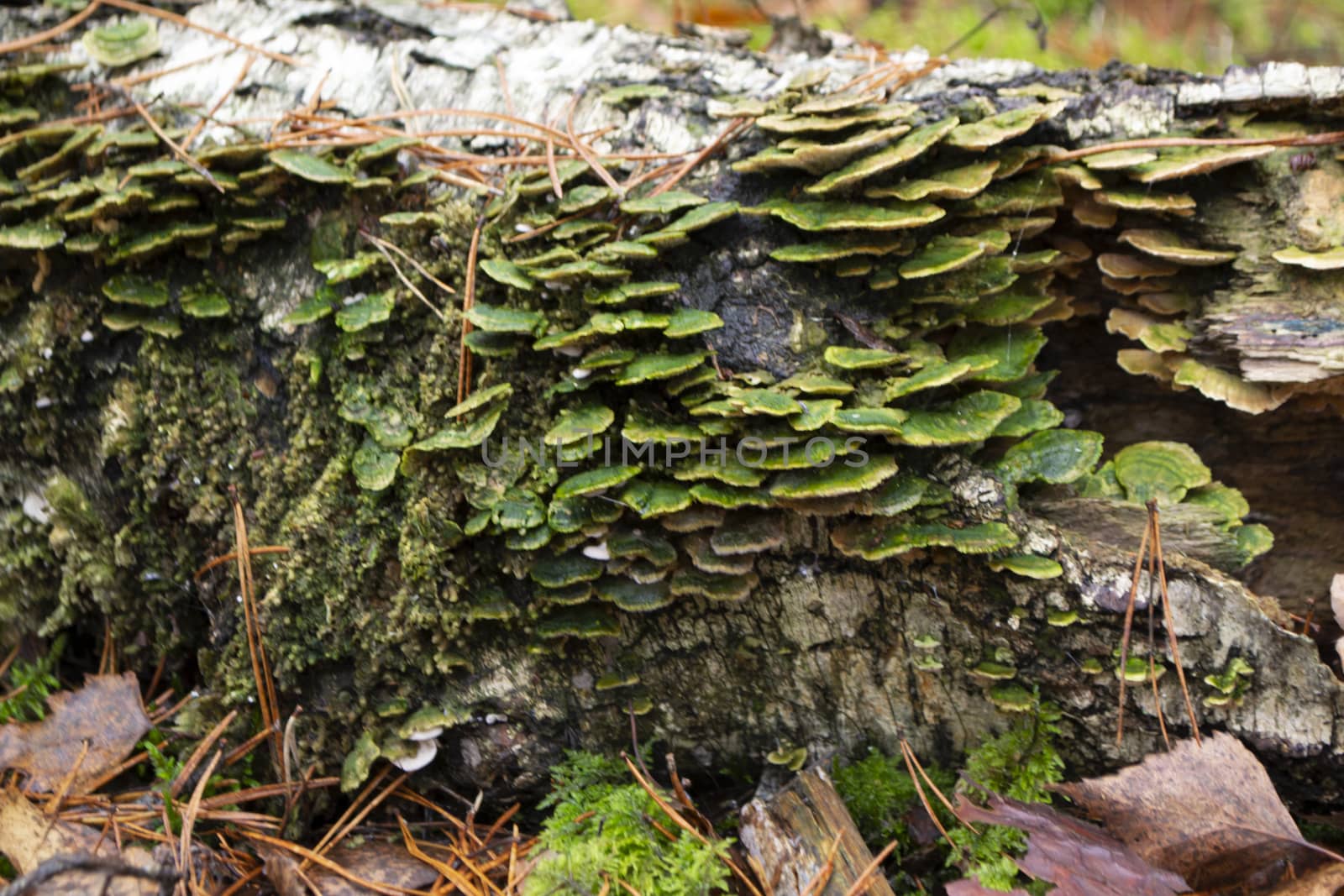 Lenzites betulina known as gilled polypore, birch mazegill or green gill polypore, fungus with medicinal properties from Belarus