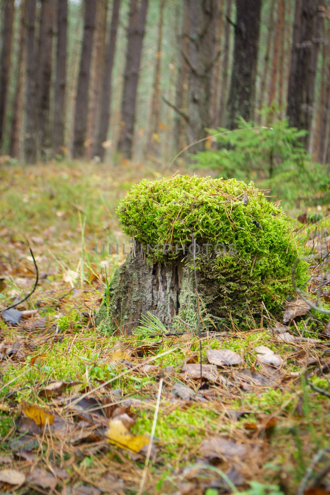 Tree stump with a moss hat on the forest floor, vertical image