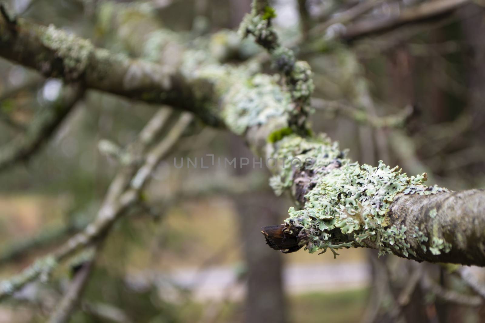 Tree branch with blue lichen in spring forest, blured background