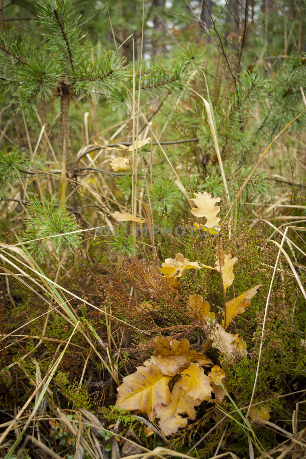 Wet fallen dry oak leaves with green background in autumn forest. Vertical image