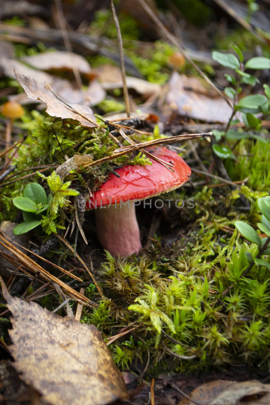 Natural raw pink or red russula emetica in wild forest. Vertical image