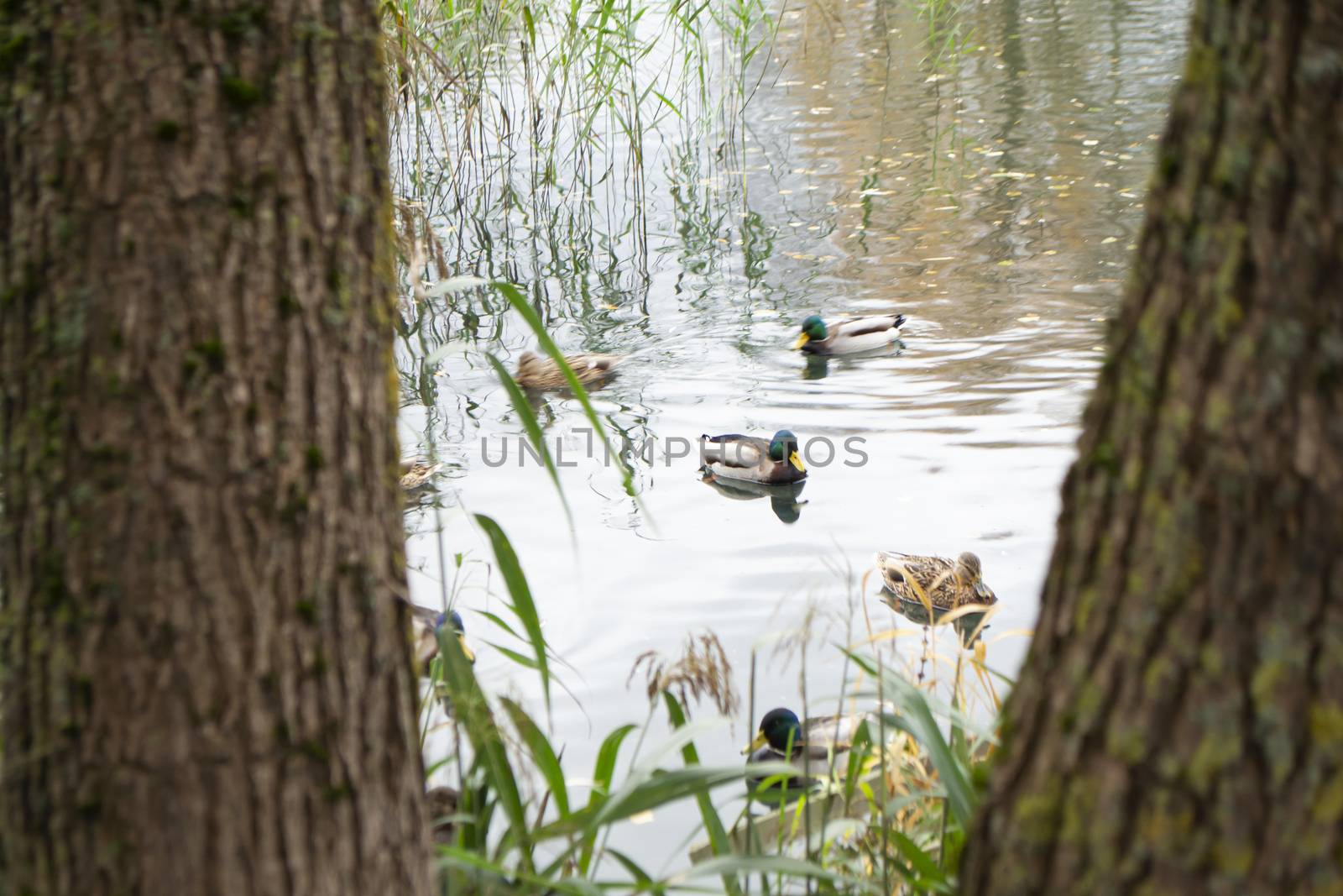 Flock of wild mallard ducks swimming in the water