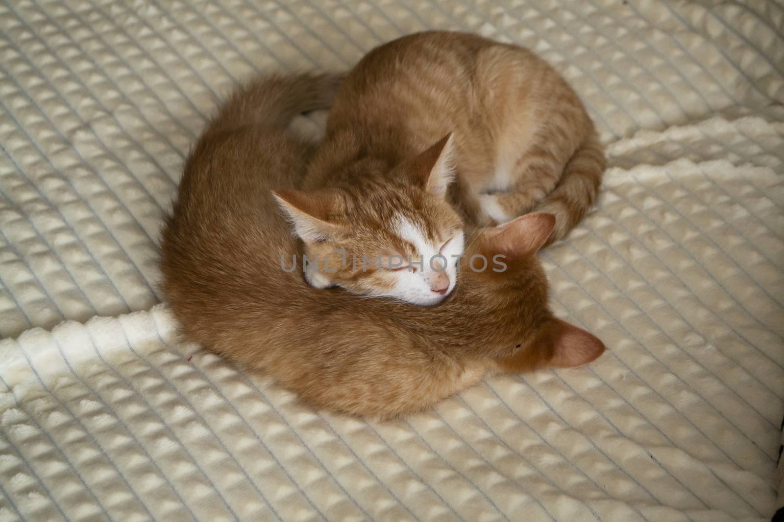 Two red kittens slipping under white blanket